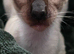 Male siamese