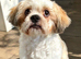 Male Shihtzu for sale