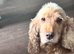 Beautiful kc gold cocker spaniel bitch
