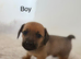 Jack Russel x dachshund puppies