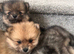 Ready next week! Beautiful puppies
