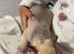 French bulldog to go to a loving home