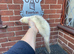 2 standard 1 half micro for stud only, haydock Not for sale