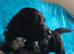 Exquisite cockapoo puppies from Health tested parents