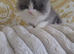 Persian x ragdoll