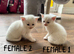 £300 British Short hair kittens BSH