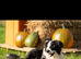 Gorgeous collie pups for sale