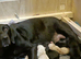 Outstanding Litter Of KC Puppies