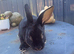 Mini Rex buck (jenson)