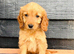 Miniature Golden Doodle Litter