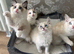 Beautiful Ragdoll kittens