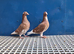 Red Mulman pair