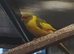 Kakariki