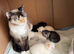 Last 2 Himalayan X Chinchilla Persian Kittens Looking for a home