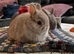 Netherland Dwarf purebred baby Rabbits