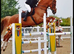 Chestnut mare