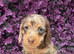 Beautiful Miniature Dachshund Puppies Ready Now