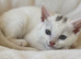 Gorgeous British shorthair 1 female left
