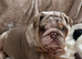 Beautiful British bulldog puppys