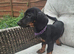 dachshund puppies, boys and girls available