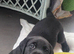 3 full labrador puppies