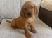 Fox red Labrador puppies for sale