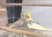 Pied Cockatiels Breeding Pair