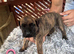 Presa canario pupps