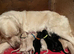 Golden retriever x flat coat retriever puppies