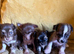 Chinese crested x chihuahua puppies