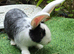PURE BRED Baby Continental Giant Bucks - READY TO RESERVE