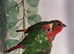 I have 4 spare cock redfaced parrot finch for sale.
