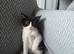 Kittens looking for a loving caring home