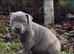 Beautiful Staffordshire bull terrior puppies