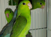 Baby parrotlets