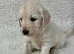 Fantastic Goldendoodle babies!