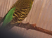 Sweet and Mature Normal Green Female Budgie Seeking a Loving Home