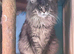 GCCF MAINE COON KITTENS