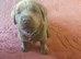 2 Girl Silver Labrador puppies for sale ready 20/9/ 2026
