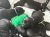 KC Registered Labrador Puppies