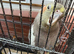 Female Cockatiel for sale