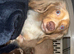Exceptional KC Registered Miniature Dachshund &ndash; Chocolate Dapple Male