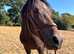 2 year old welsh d filly