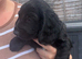 Cocker spaniel pups for sale