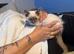 RAGDOLL KITTEN GIRLS