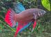 Betta Fighting & non Fighting fish The cultivated splendens fighters and rarer species of Betta that do live together without the ripped fins.