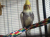 12 weeks old male cockatiel