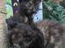 CALICO FEMALE KITTENS TO RESERVE