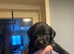 Labrador puppies KC registered