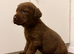 Chocolate Labrador puppies